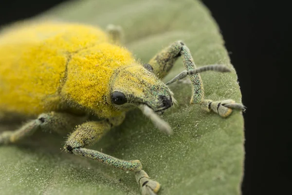 Close Tiro Gorgulho Amarelo — Fotografia de Stock