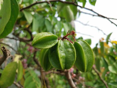 taze çiftlik starfrut ağaçta büyüyen.