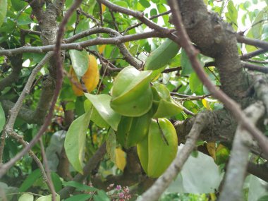 taze çiftlik starfrut ağaçta büyüyen.