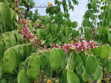 taze çiftlik starfrut ağaçta büyüyen.