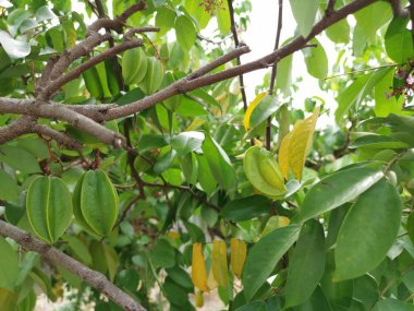 taze çiftlik starfrut ağaçta büyüyen.