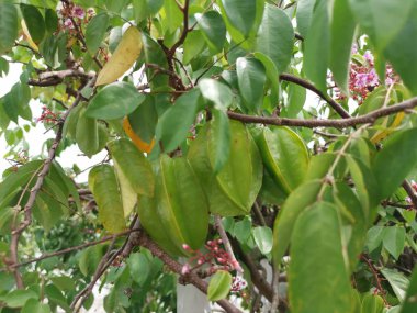 taze çiftlik starfrut ağaçta büyüyen.