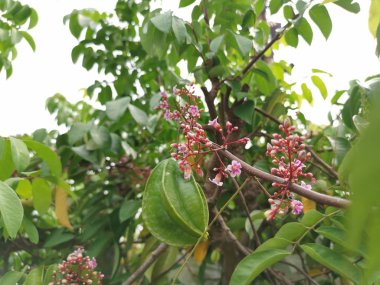 taze çiftlik starfrut ağaçta büyüyen.