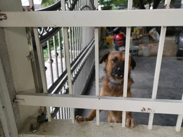 Aktivitas Anjing Penjaga Teras Dalam Ruangan — Stok Foto