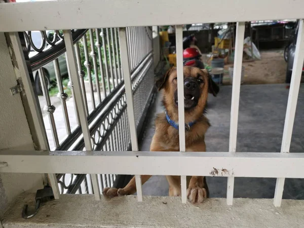 Actividad Perro Guardián Porche Interior —  Fotos de Stock