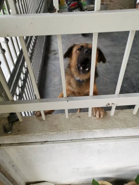 activity of a guard dog at the indoor porch