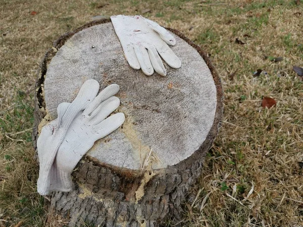 old thrown away cloths glove left on the chopped tree trunk.