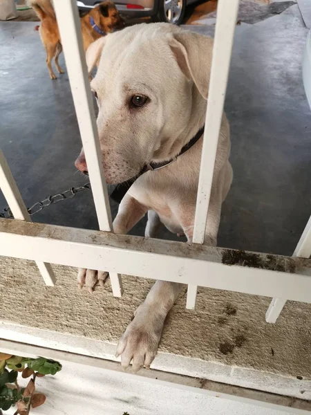 Δραστηριότητα Ενός Φύλακα Σκύλου Στην Εσωτερική Βεράντα — Φωτογραφία Αρχείου