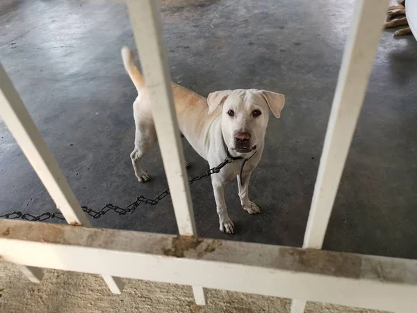 Actividad Perro Guardián Porche Interior — Foto de Stock