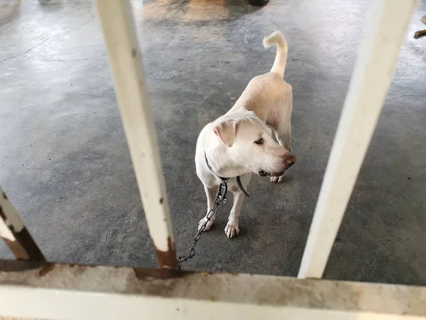 Kapalı Verandada Bir Bekçi Köpeği Etkinliği — Stok fotoğraf