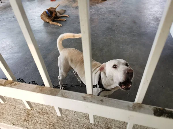 activity of a guard dog at the indoor porch