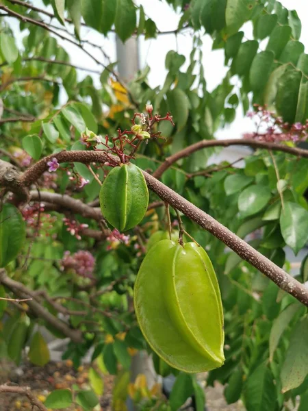 Frisches Bauernstarfrucht Wächst Auf Dem Baum — Stockfoto