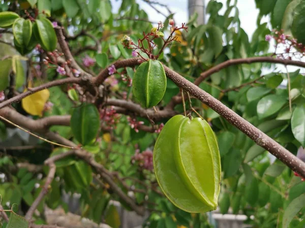 Fruta Fresca Granja Que Crece Árbol —  Fotos de Stock