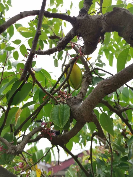 Frisches Bauernstarfrucht Wächst Auf Dem Baum — Stockfoto