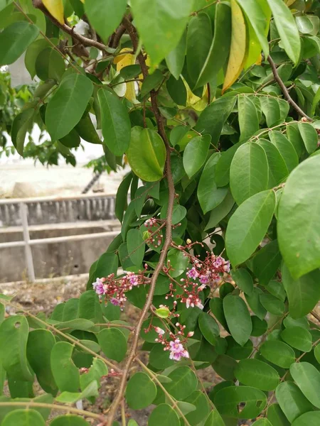 Frisches Bauernstarfrucht Wächst Auf Dem Baum — Stockfoto