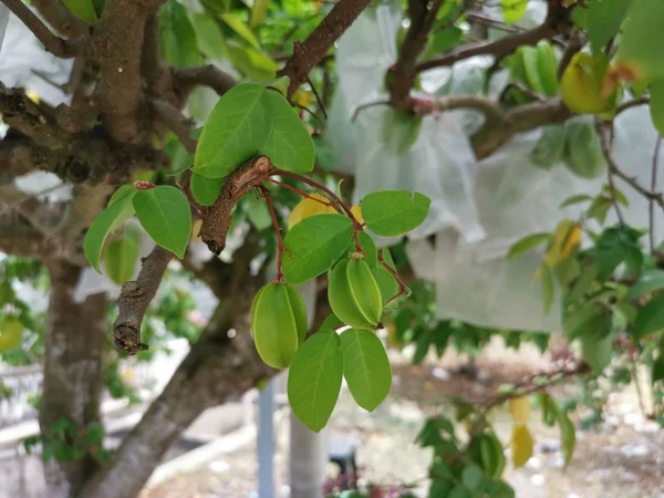 Fruta Fresca Granja Que Crece Árbol —  Fotos de Stock