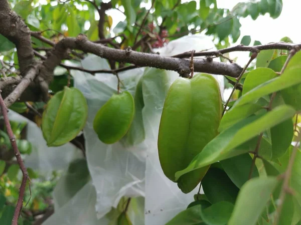 Fruta Fresca Granja Que Crece Árbol —  Fotos de Stock