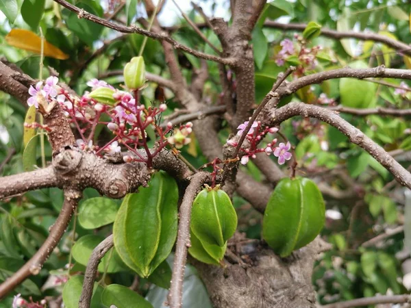 Fresh Farm Starfrut Growing Tree — Stock Photo, Image