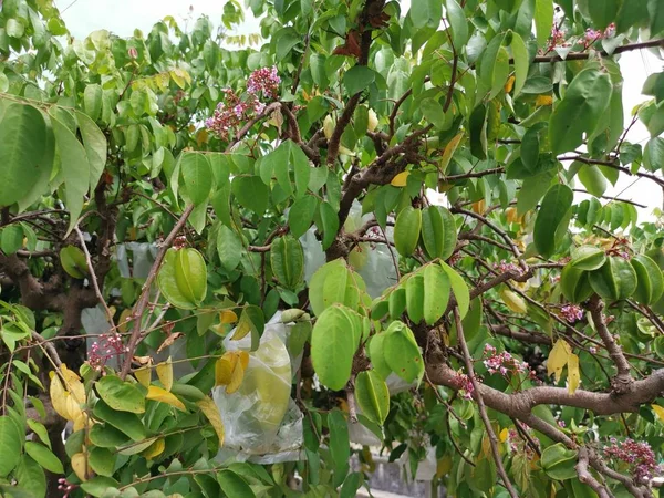 Fruta Fresca Granja Que Crece Árbol —  Fotos de Stock