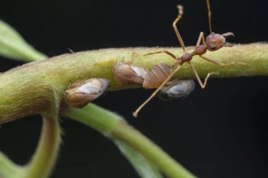 dokumacı karınca ve küçük planthoppers