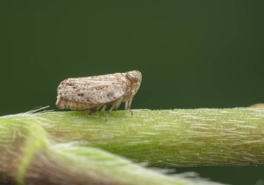 yabani yabani yabani yabani dinde küçük planthopper makro çekim