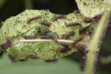 yeşil yaprakları üzerinde çok küçük tawny coster kelebek tırtıllar.