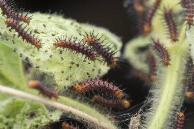 yeşil yaprakları üzerinde çok küçük tawny coster kelebek tırtıllar.