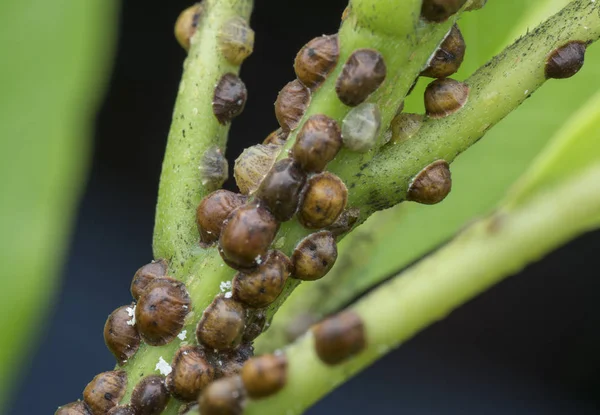 Pek çok küçük kaplumbağa ölçekli böceğin makro görüntüsü..