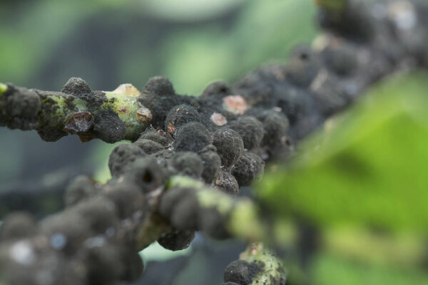 macro shot of many tiny tortoise scale insect.