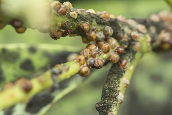 Pek çok küçük kaplumbağa ölçekli böceğin makro görüntüsü..