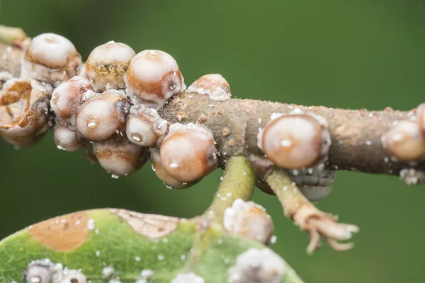 Makro Záběr Mnoha Drobných Želvího Hmyzu — Stock fotografie