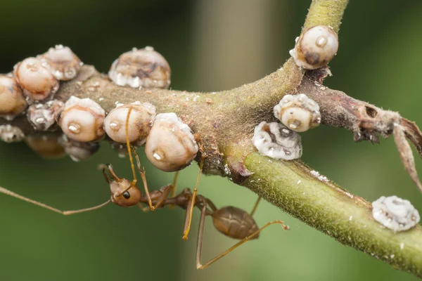 Pek çok küçük kaplumbağa ölçekli böceğin makro görüntüsü..