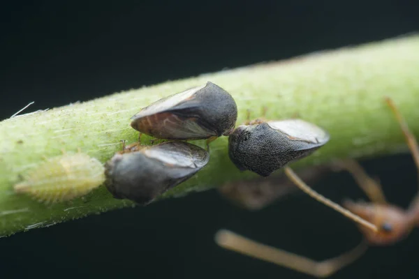Macro Shot Tiny Planthopper Wild Weed Branch — Stock Photo, Image