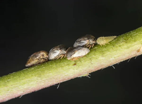 Macro Disparo Pequeño Planthopper Rama Malezas Silvestres — Foto de Stock