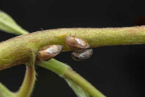 野生杂草枝上小植物的宏观拍摄 — 图库照片