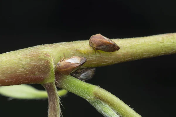 Macro Disparo Pequeño Planthopper Rama Malezas Silvestres — Foto de Stock