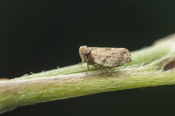 Macro Disparo Pequeño Planthopper Rama Malezas Silvestres — Foto de Stock