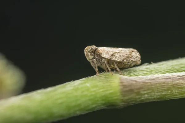 Macro Tiro Plantio Minúsculo Ramo Ervas Daninhas Selvagens — Fotografia de Stock