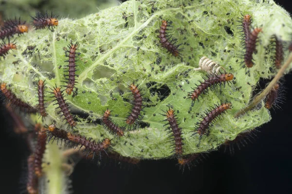 Molti Bruchi Minuscoli Farfalla Tawny Coster Sulle Foglie Verdi — Foto Stock