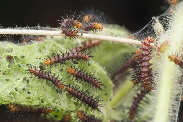 Molti Bruchi Minuscoli Farfalla Tawny Coster Sulle Foglie Verdi — Foto Stock