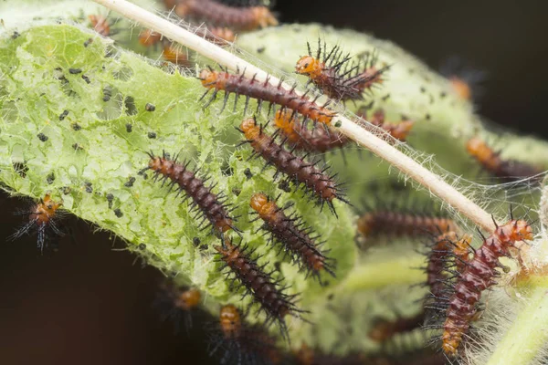 Viele Winzige Tawny Coster Schmetterlingsraupen Auf Den Grünen Blättern — Stockfoto