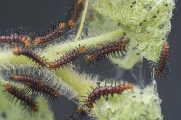 Molti Bruchi Minuscoli Farfalla Tawny Coster Sulle Foglie Verdi — Foto Stock