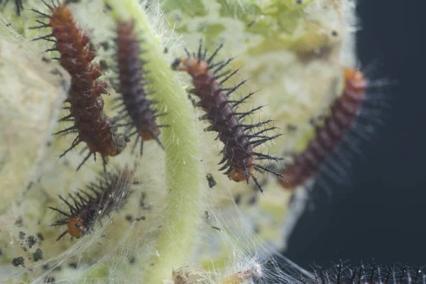 Molti Bruchi Minuscoli Farfalla Tawny Coster Sulle Foglie Verdi — Foto Stock