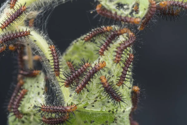 Molti Bruchi Minuscoli Farfalla Tawny Coster Sulle Foglie Verdi — Foto Stock