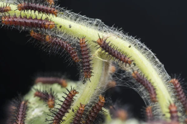 绿叶上许多小黄褐色的蝴蝶毛毛虫 — 图库照片