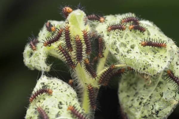 Viele Winzige Tawny Coster Schmetterlingsraupen Auf Den Grünen Blättern — Stockfoto