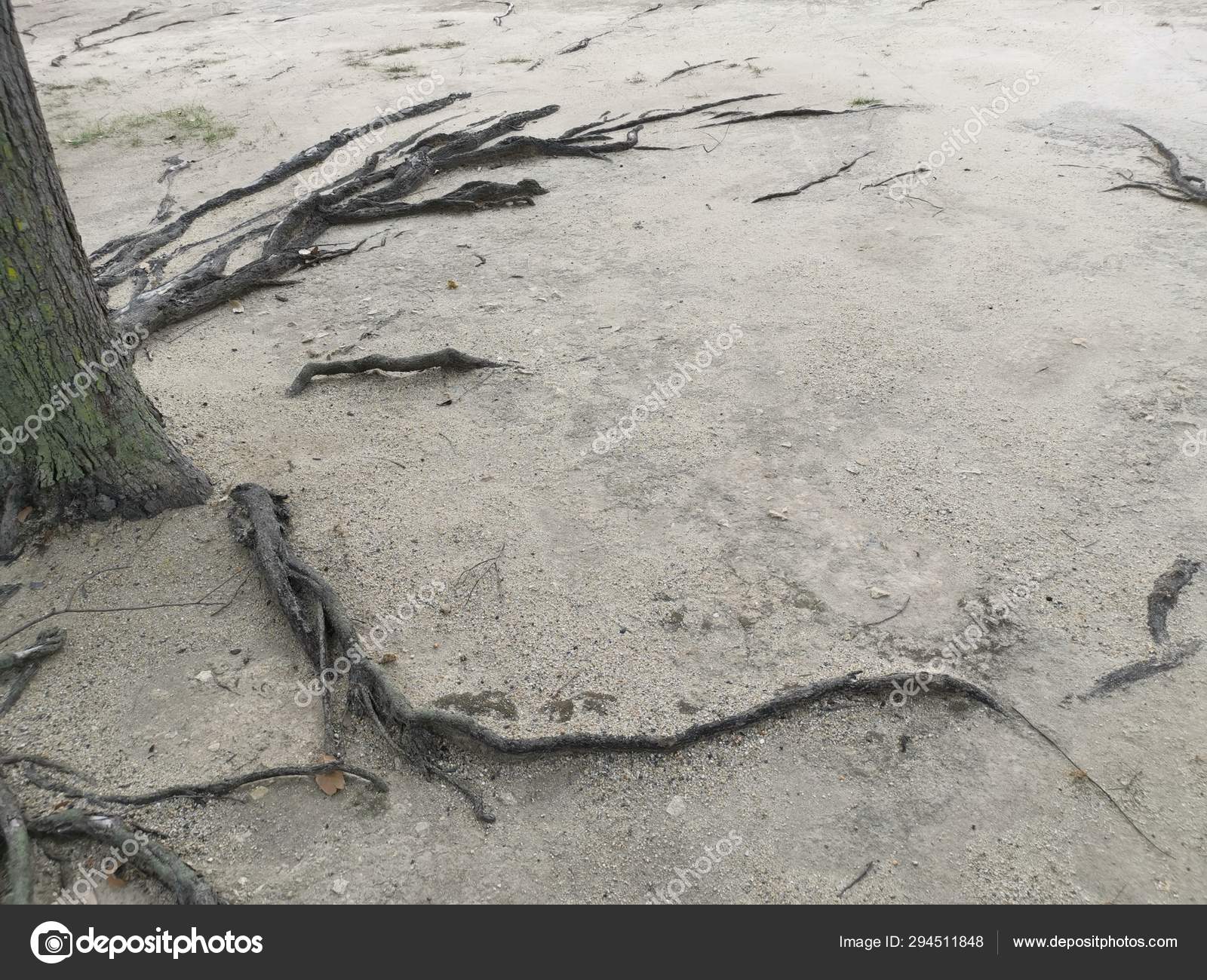 Radici Degli Alberi Che Emergono Strisciano Ovunque Sul Terreno Sabbioso Foto Stock C Sweemingyoung 294511848
