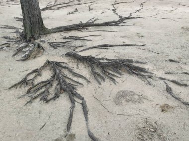 ağaç kökleri yüzey ve kumlu zemin üzerinde her yerde sürünen.