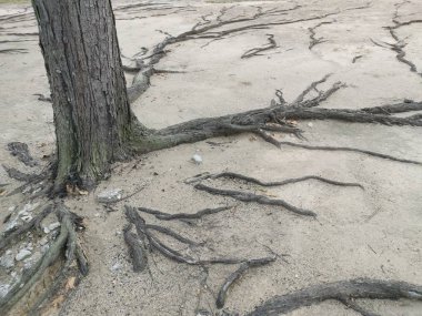 ağaç kökleri yüzey ve kumlu zemin üzerinde her yerde sürünen.