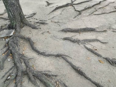 ağaç kökleri yüzey ve kumlu zemin üzerinde her yerde sürünen.